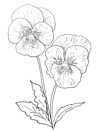 The Magical Flower Field – Flower-Themed Coloring Book for Kids – Calm and Creative Nature Activity for Ages 4–8